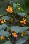 Impatiens capensis Meerburg