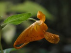 Impatiens capensis Meerburg