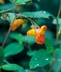 Impatiens capensis Meerburg