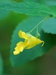 Impatiens pallida Nuttall