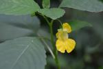 Impatiens pallida Nuttall