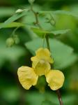 Impatiens pallida Nuttall