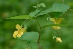 Impatiens pallida Nuttall