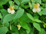 Impatiens pallida Nuttall