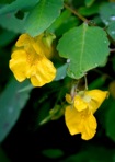 Impatiens pallida Nuttall