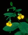 Impatiens pallida Nuttall