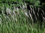 Imperata cylindrica (L.) Beauv.