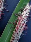 Imperata cylindrica (L.) Beauv.