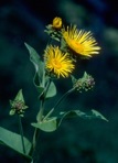 Inula helenium L.