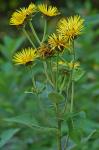 Inula helenium L.