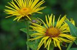 Inula helenium L.