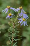Ionactis linariifolia (L.) Greene