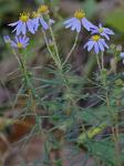 Ionactis linariifolia (L.) Greene