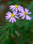 Ionactis linariifolia (L.) Greene