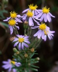 Ionactis linariifolia (L.) Greene