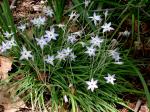 Tristagma uniflorum (Graham) Traub