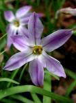 Tristagma uniflorum (Graham) Traub