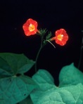 Ipomoea coccinea L.