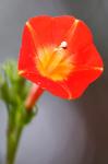 Ipomoea coccinea L.