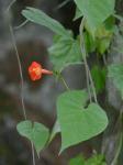 Ipomoea coccinea L.