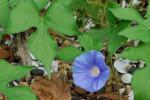 Ipomoea hederacea Jacq.