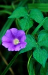 Ipomoea hederacea Jacq.