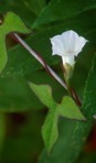 Ipomoea lacunosa L.
