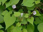 Ipomoea lacunosa L.