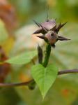 Ipomoea lacunosa L.