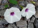 Ipomoea pandurata (L.) G.F.W. Mey.