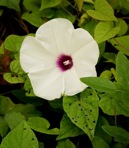 Ipomoea pandurata (L.) G.F.W. Mey.