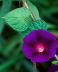 Ipomoea purpurea (L.) Roth