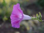 Ipomoea purpurea (L.) Roth
