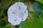 Ipomoea purpurea (L.) Roth
