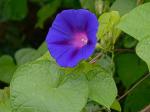 Ipomoea purpurea (L.) Roth