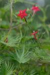 Ipomoea quamoclit L.