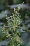 Iresine rhizomatosa Standley