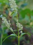 Iresine rhizomatosa Standley