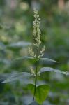 Iresine rhizomatosa Standley