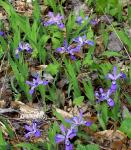 Iris cristata Solander ex Aiton