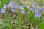 Iris cristata Solander ex Aiton