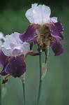 Iris germanica L.