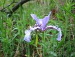 Iris prismatica Pursh