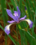 Iris prismatica Pursh