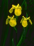 Iris pseudacorus L.