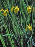 Iris pseudacorus L.