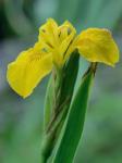 Iris pseudacorus L.