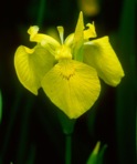 Iris pseudacorus L.
