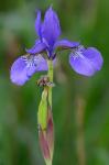 Iris sibirica L.