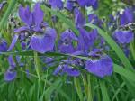 Iris sibirica L.